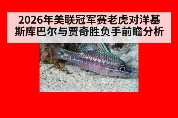 2026年美联冠军赛老虎对洋基 斯库巴尔与贾奇胜负手前瞻分析